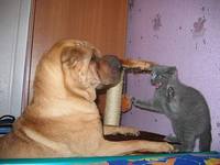 VFL.RU - ваш фотохостинг