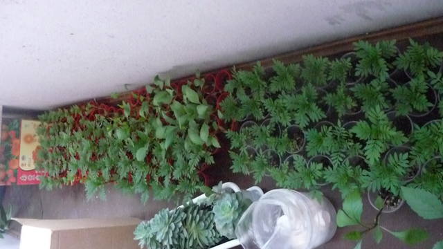Огород 38 Интернет Магазин Иркутск