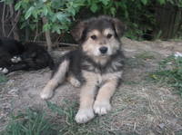 VFL.RU - ваш фотохостинг