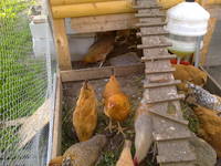 VFL.RU - ваш фотохостинг