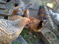 VFL.RU - ваш фотохостинг