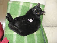 VFL.RU - ваш фотохостинг