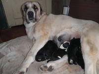 VFL.RU - ваш фотохостинг