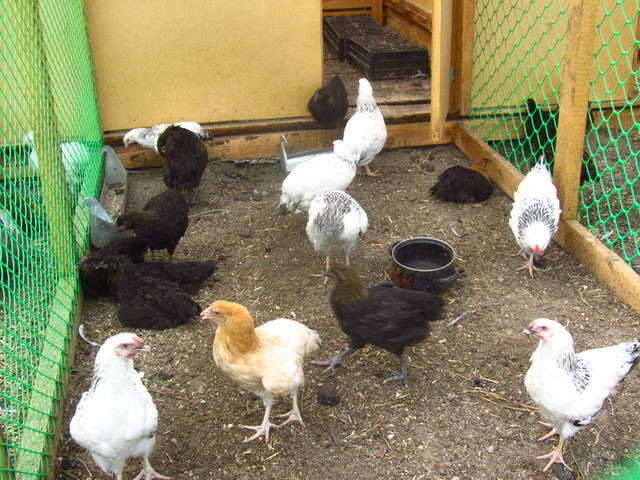 Наш маленький птичий дворик (хозяйство Fermer) - Страница 10 2560490_m