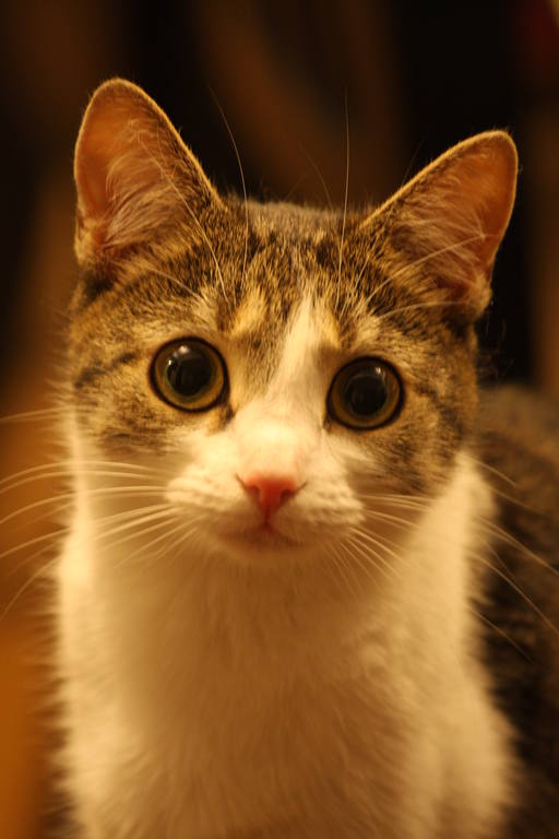 Поговорим о кошках 23