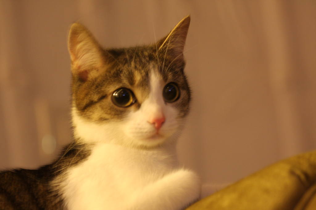 Поговорим о кошках 23