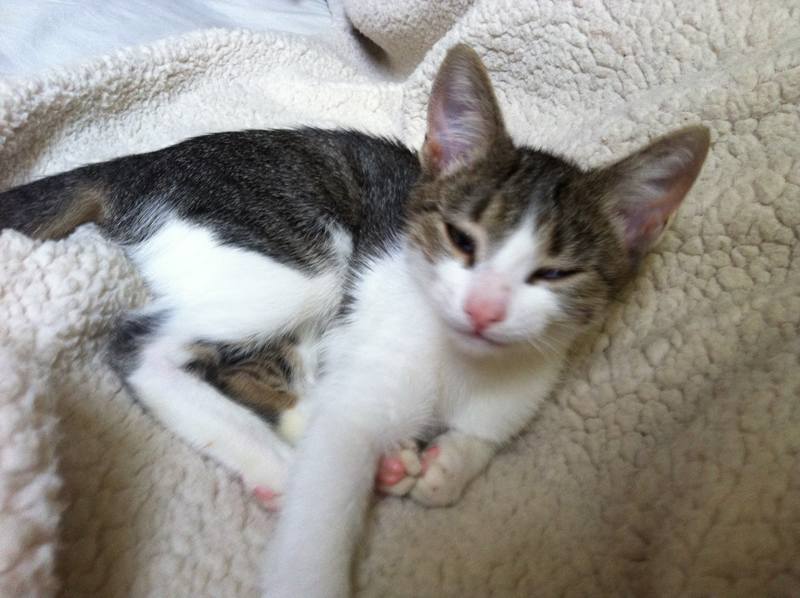 Поговорим о кошках 23