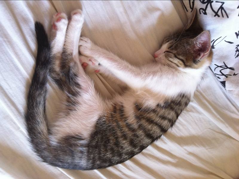 Поговорим о кошках 23