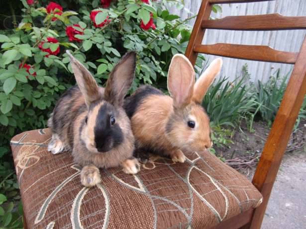 Продам крольчат самочек породы японские пропоены привитые Возраст 2,5 месяца...  2597957_m