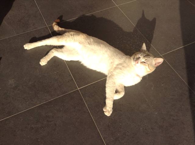 Поговорим о кошках 23