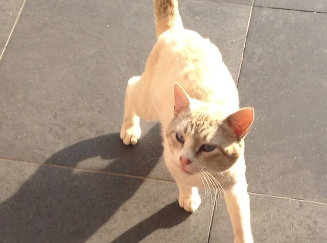 Поговорим о кошках 23