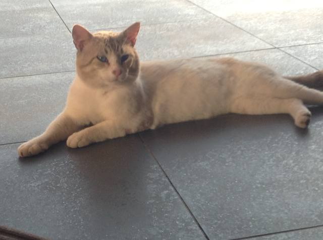 Поговорим о кошках 23