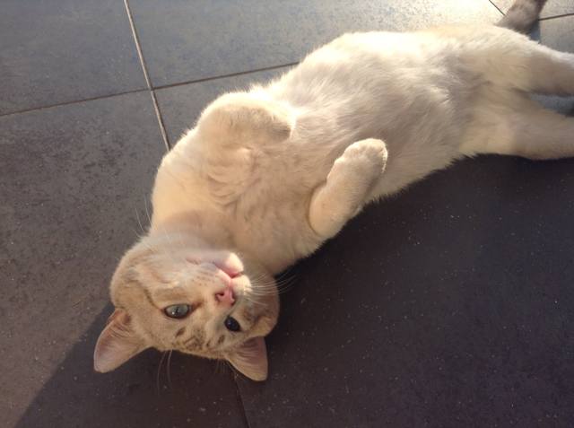 Поговорим о кошках 23