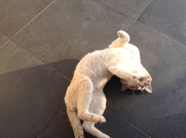 Поговорим о кошках 23