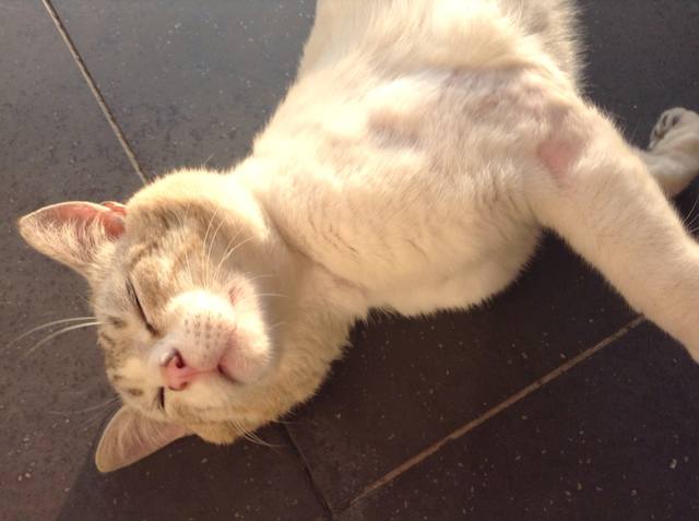 Поговорим о кошках 23