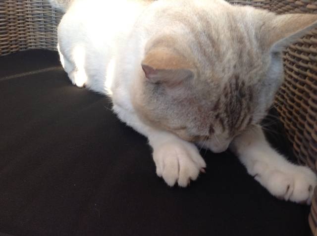 Поговорим о кошках 23