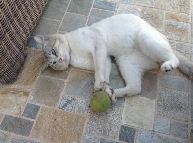 Поговорим о кошках 23 Поговорим о кошках 23