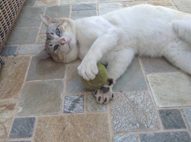 Поговорим о кошках 23 Поговорим о кошках 23