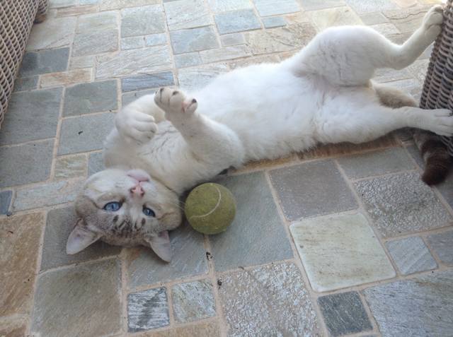 Поговорим о кошках 23 Поговорим о кошках 23