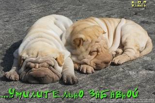 VFL.RU - ваш фотохостинг