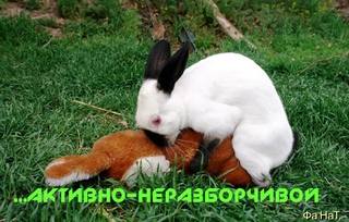 VFL.RU - ваш фотохостинг