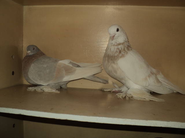 Бойные  голуби  Туркмении - Страница 12 2678823_m