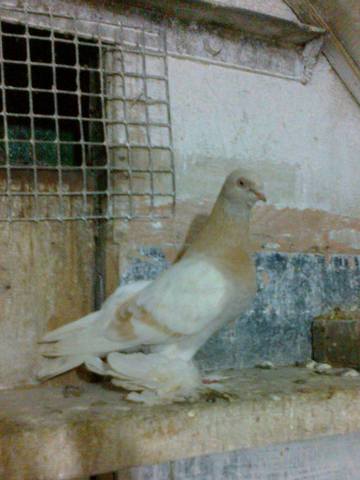 Бойные  голуби  Туркмении - Страница 13 2684936_m