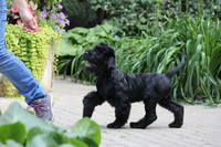 MOSKVORECHIE LASKOVIY MAY (movement)