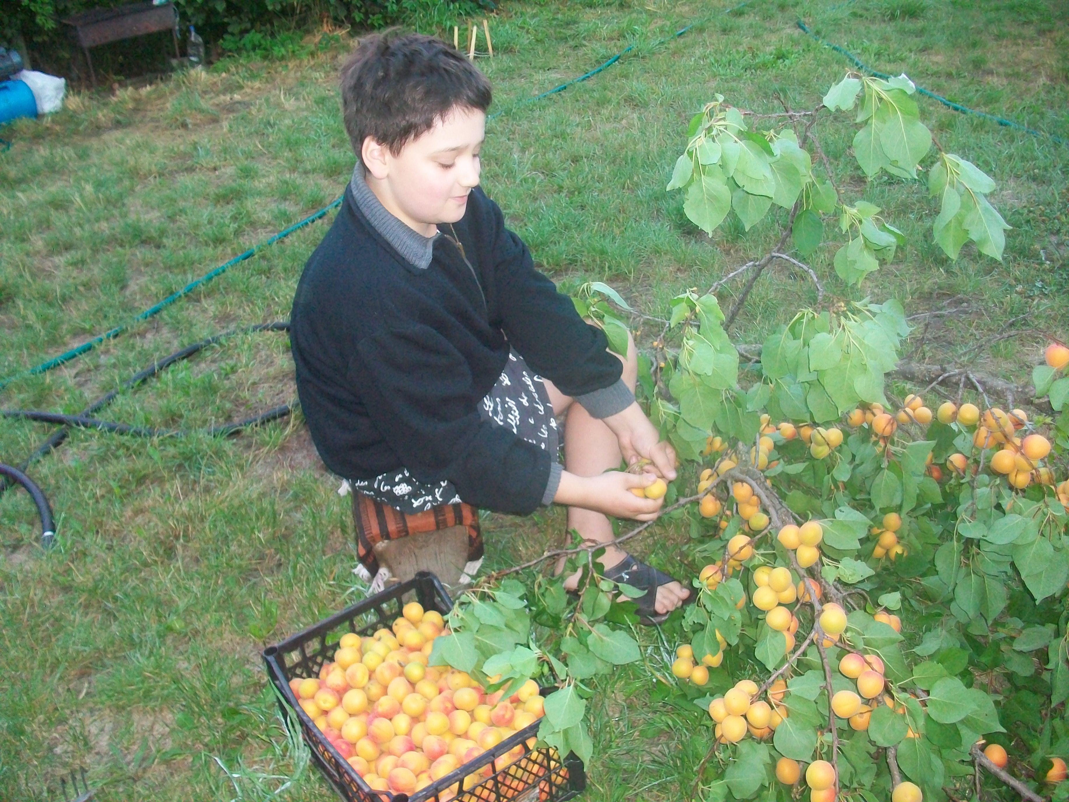 Внук на уборке абрикосы. Ветка сломалась.