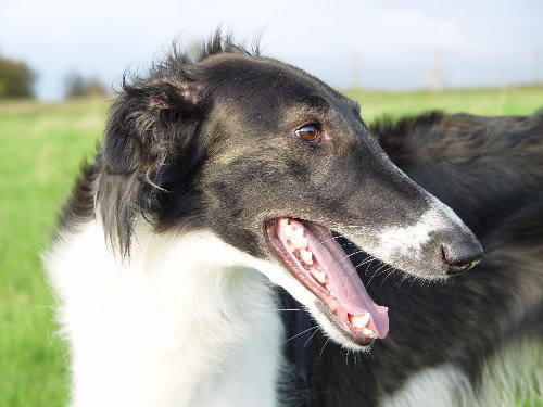 VFL.RU - ваш фотохостинг