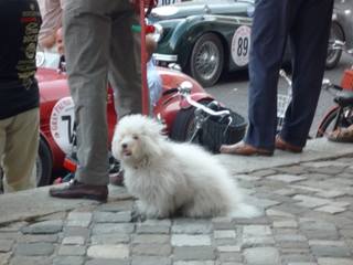 бишон римини я