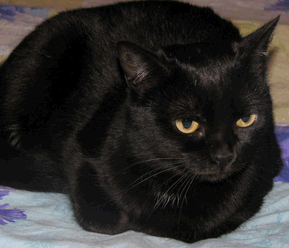 VFL.RU - ваш фотохостинг