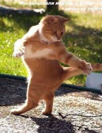 кот танцует