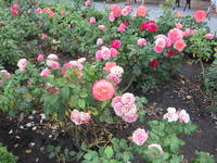 VFL.RU - ваш фотохостинг