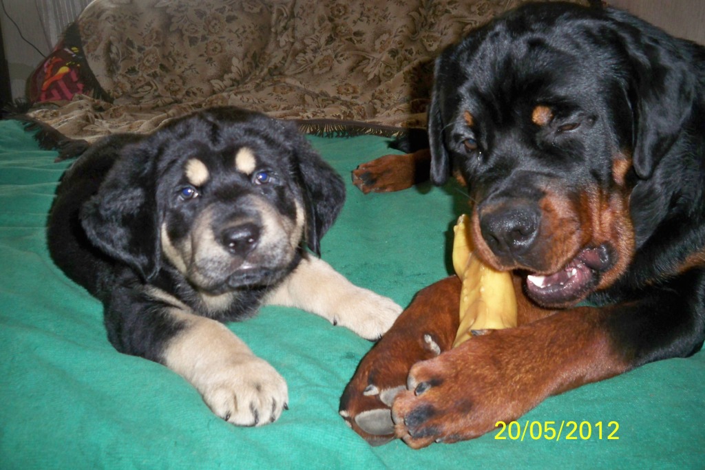 маленький Бабу3