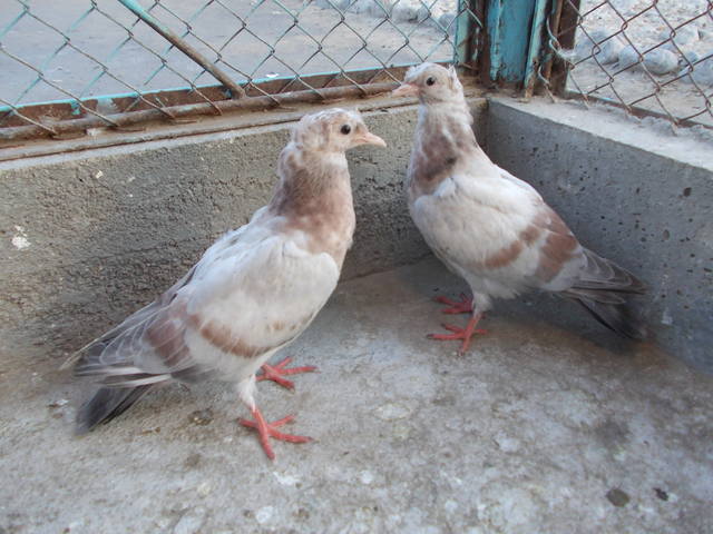 Двухчубые бойные голоногие голуби - Страница 10 2976789_m