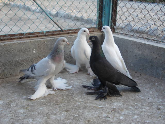 Бойные  голуби  Туркмении - Страница 19 2991676_m