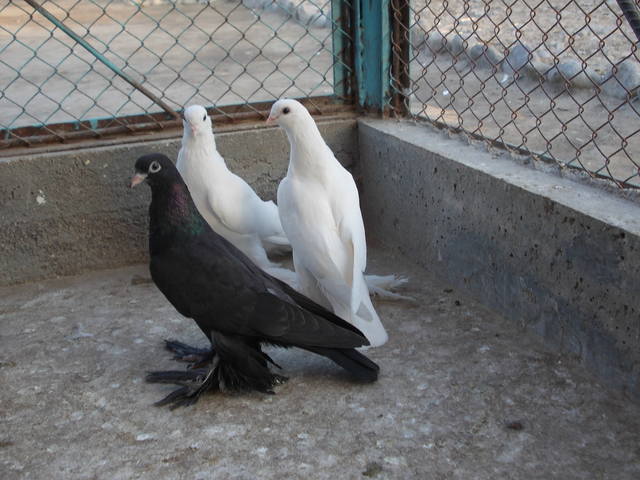 Бойные  голуби  Туркмении - Страница 19 2991684_m