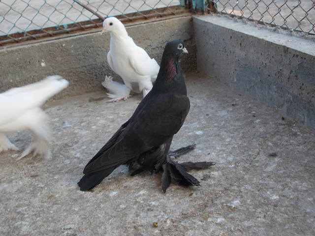 Бойные  голуби  Туркмении - Страница 19 2991891_m