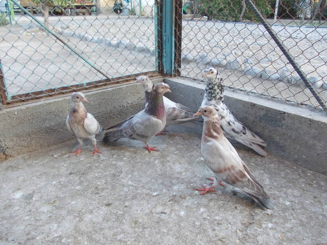 Двухчубые бойные голоногие голуби - Страница 10 2992504_m