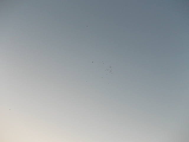 Бойные  голуби  Туркмении - Страница 21 3062422_m