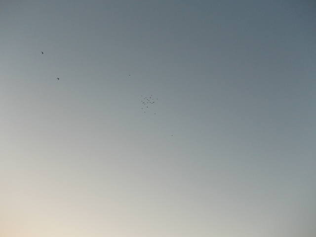Бойные  голуби  Туркмении - Страница 21 3062426_m