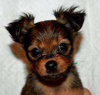 VFL.RU - ваш фотохостинг