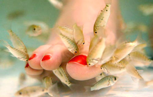 fish-spa 3106959_m