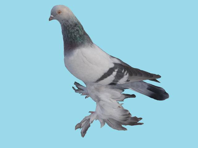 Бойные  голуби  Туркмении - Страница 22 3114767_m