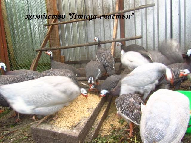 Наш маленький птичий дворик (хозяйство Fermer) - Страница 4 3119388_m