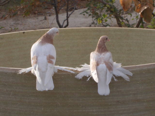 Бойные  голуби  Туркмении - Страница 22 3120627_m