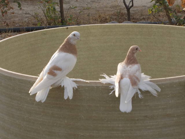 Бойные  голуби  Туркмении - Страница 22 3120696_m