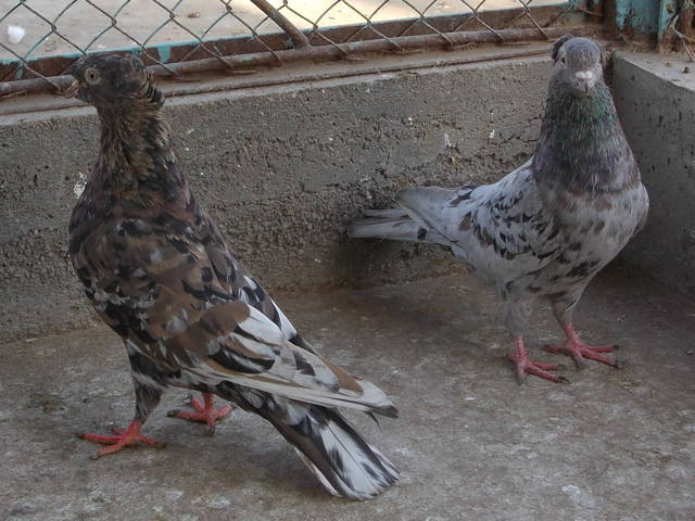 Двухчубые бойные голоногие голуби - Страница 11 3125270_m