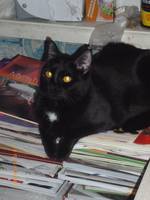 VFL.RU - ваш фотохостинг